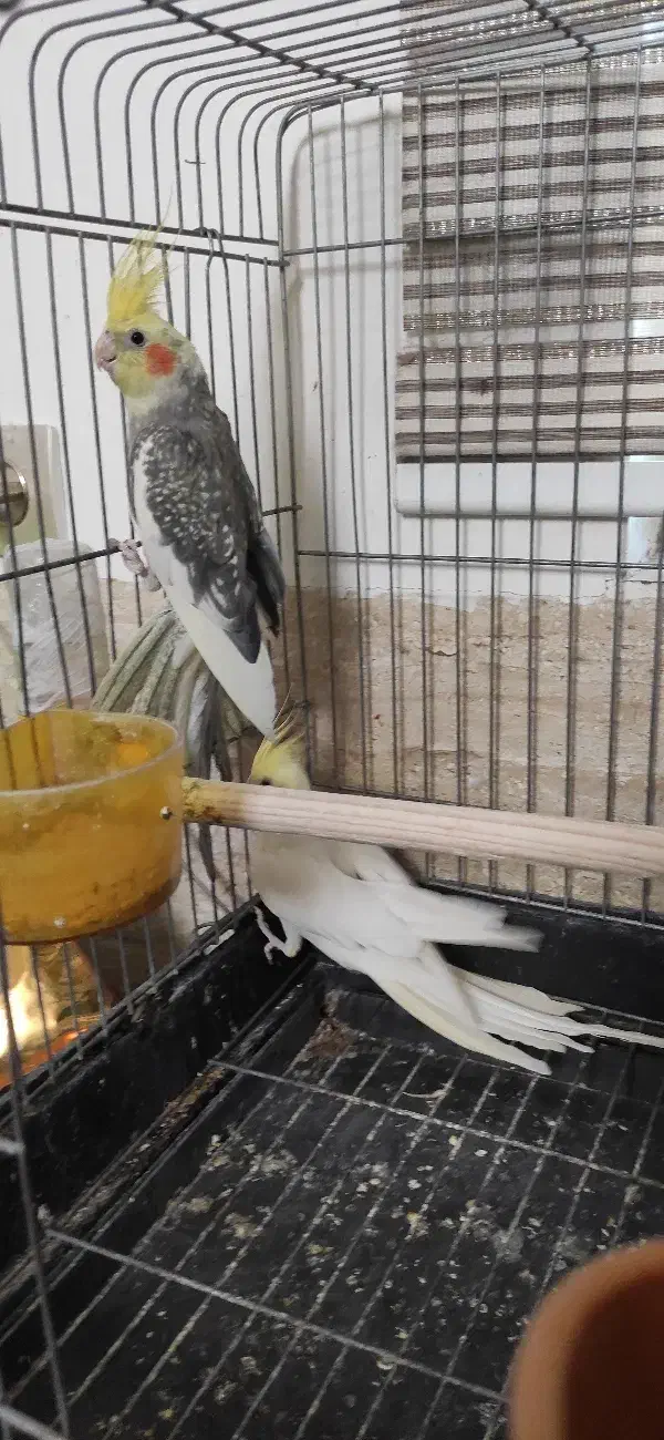 عروس هلندی|پرنده|نسیم‌شهر, |دیوار