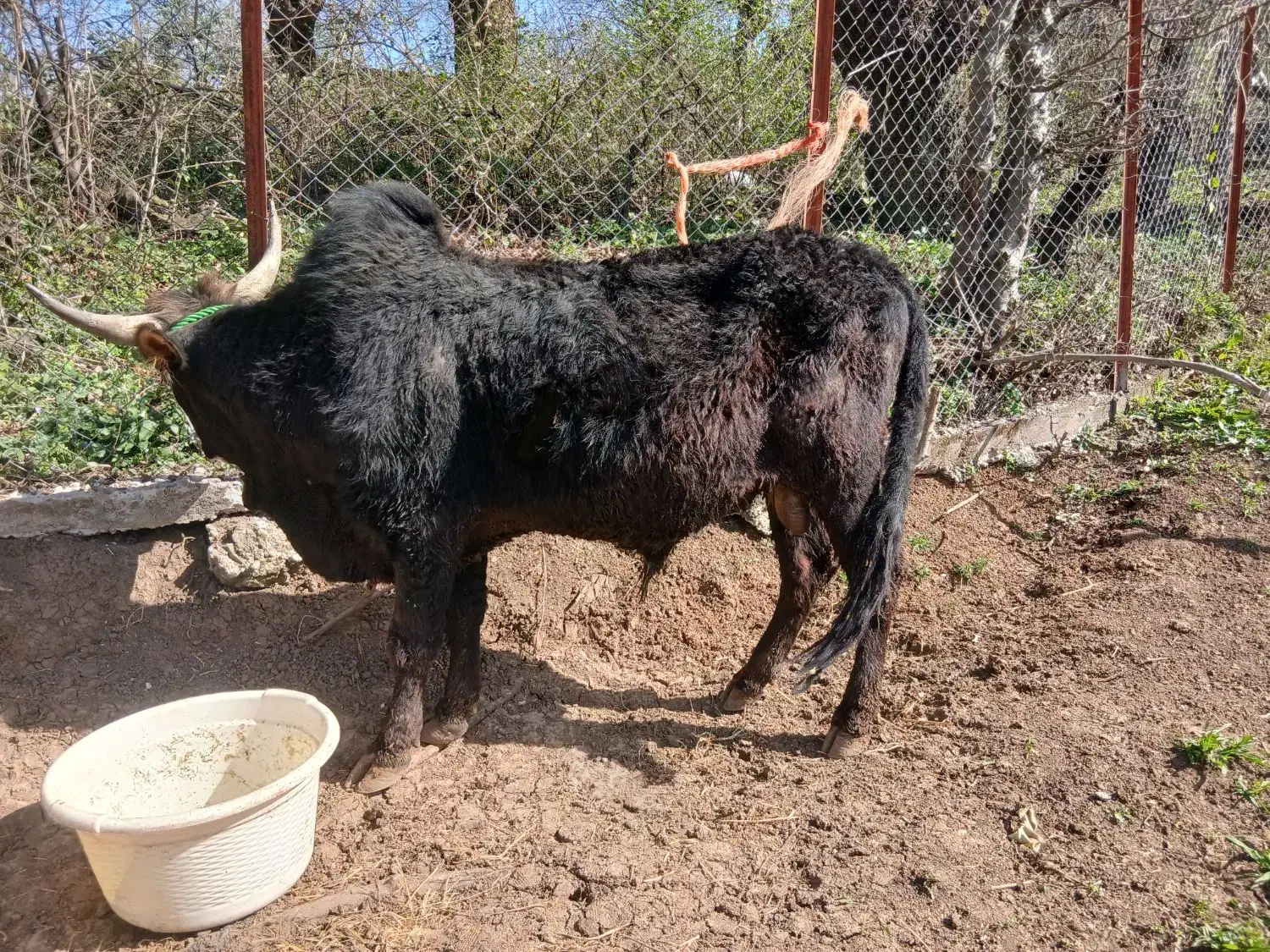 ورزا|حیوانات مزرعه|رشت, حومه رشت|دیوار