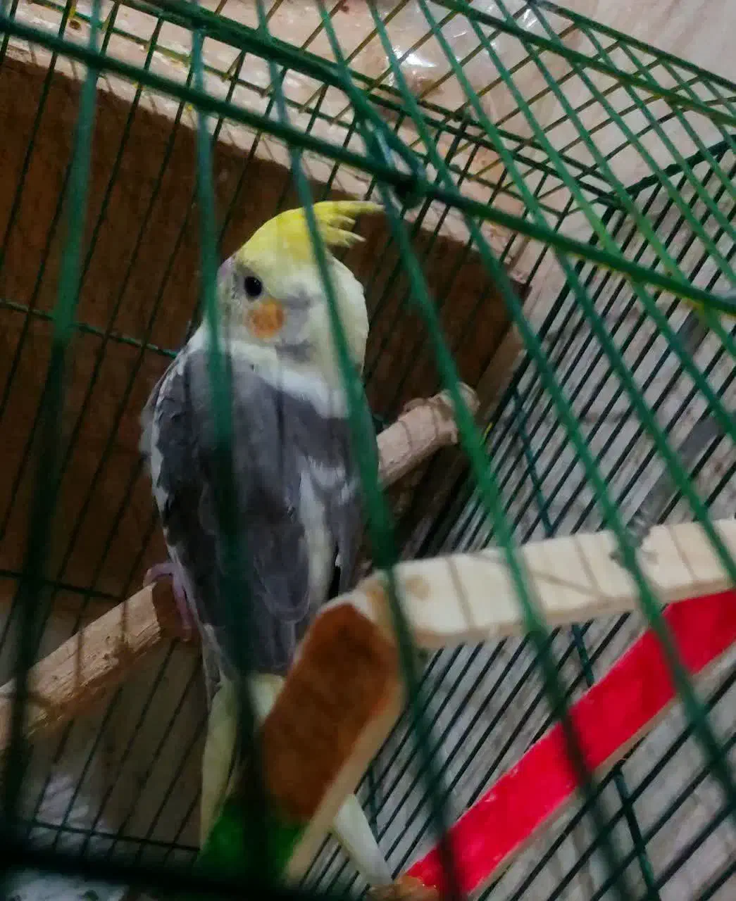 عروس هلندی ابلغ|پرنده|قم, انسجام|دیوار