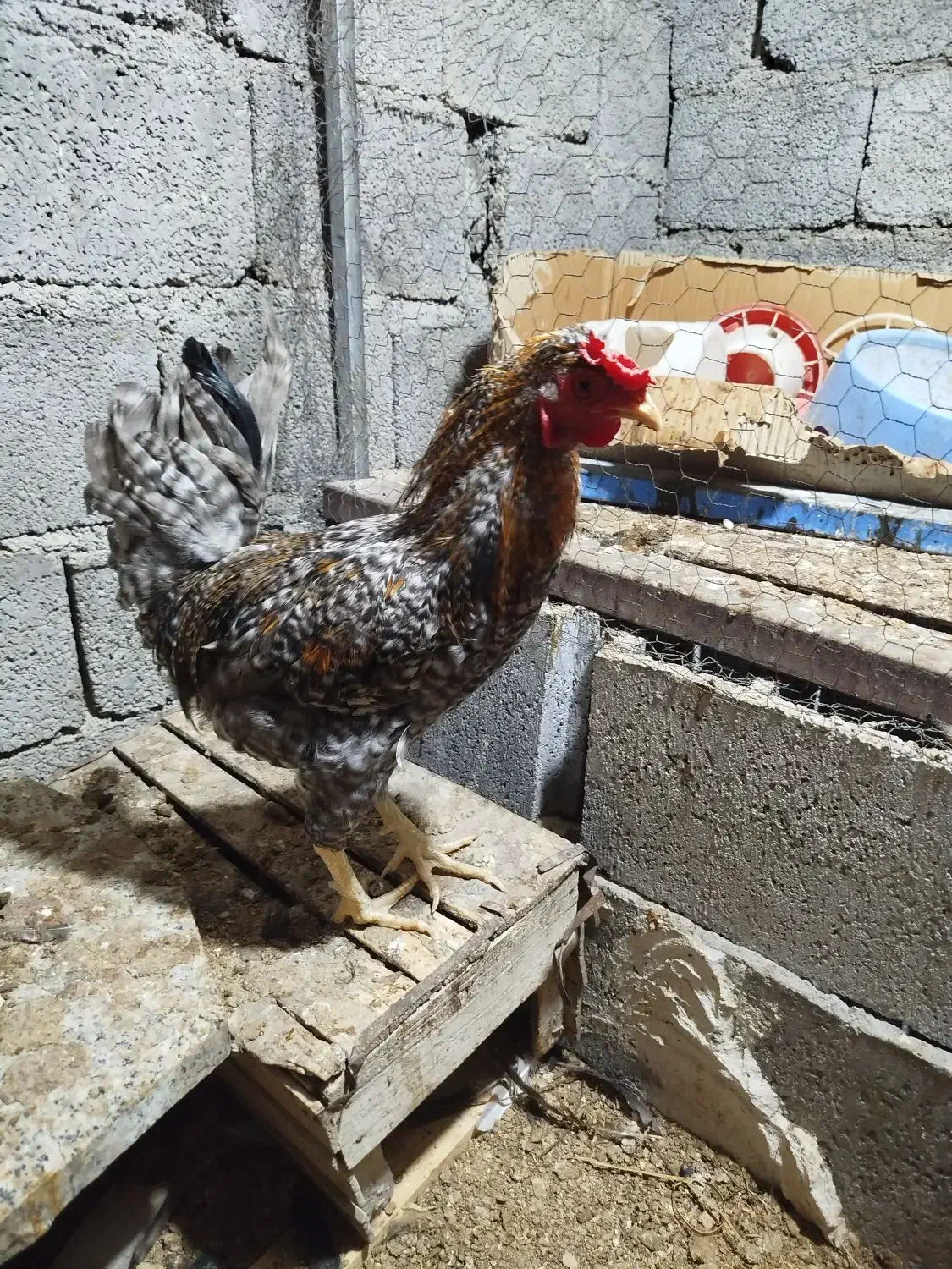 خروس محلی اصل|حیوانات مزرعه|آبپخش, |دیوار