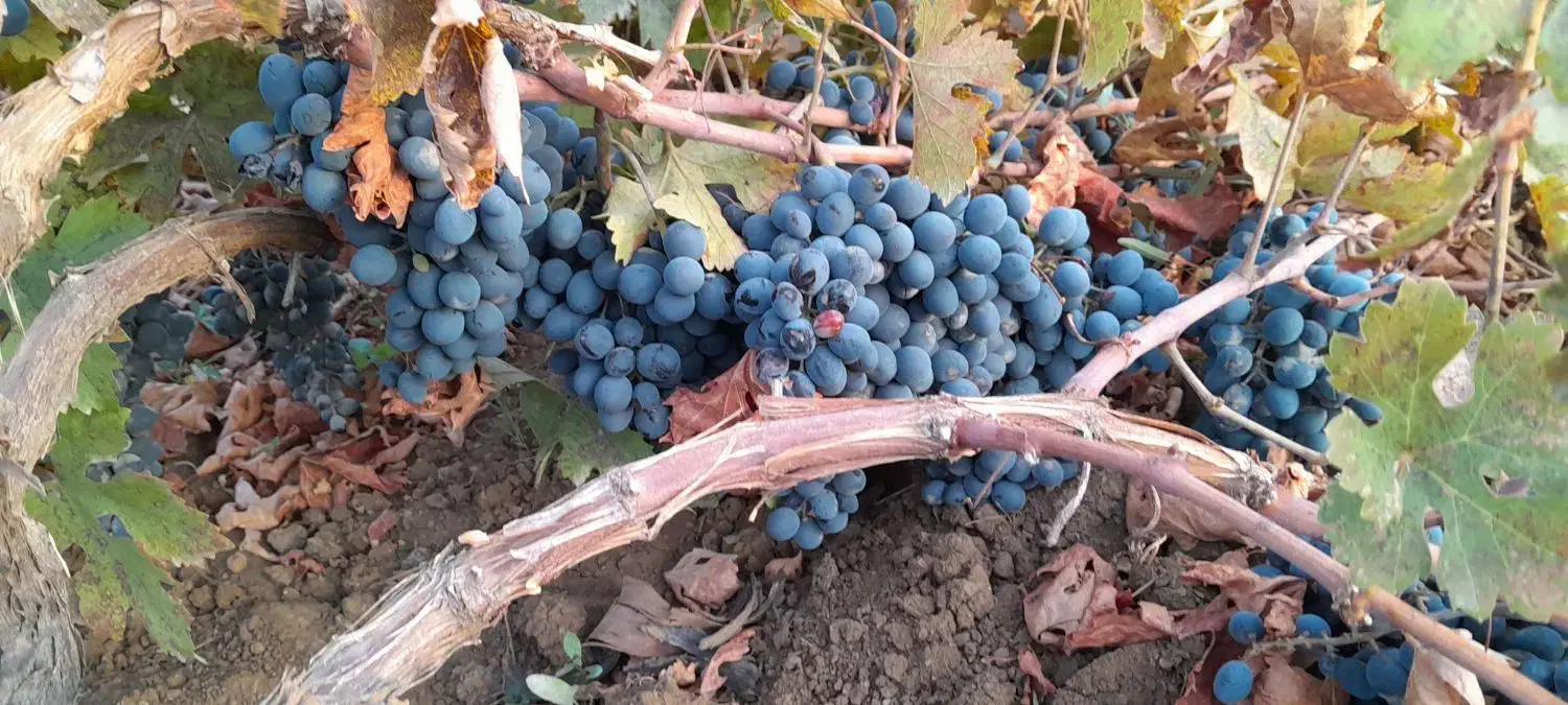 نهال انگور سیاه ریشه دار درجه یک|خدمات باغبانی و درختکاری|اورامان, |دیوار