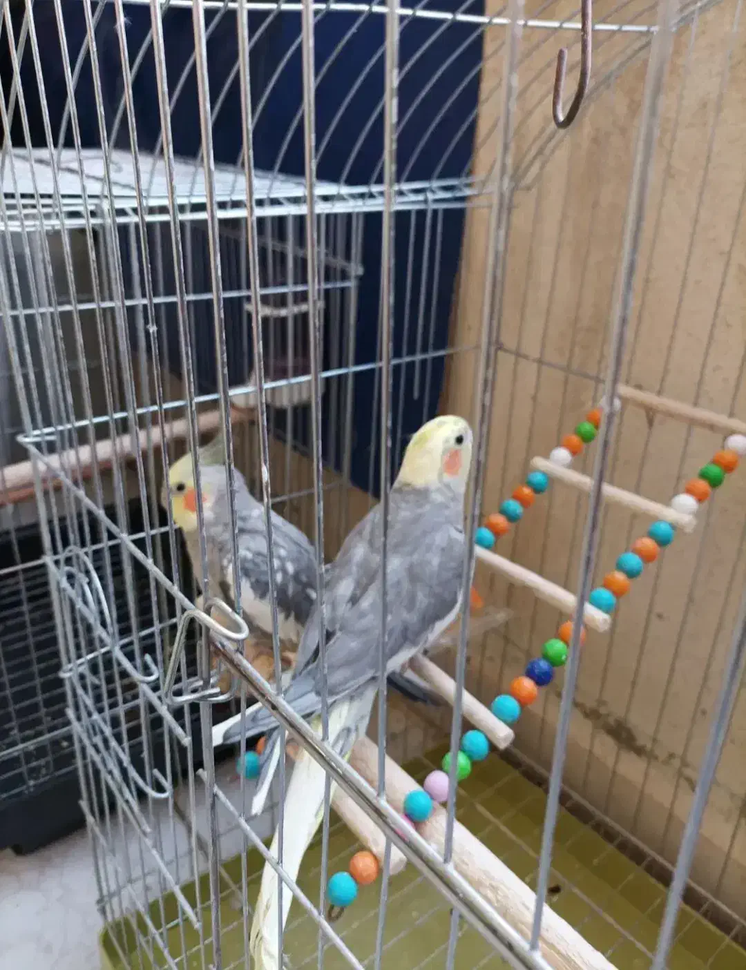 یک عدد عروس هلندی نر بالغ|پرنده|پاکدشت, شهرک امام رضا|دیوار