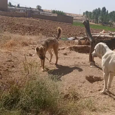 سگ نگهبان و گلع رایگان|سگ|سجاس رود, |دیوار