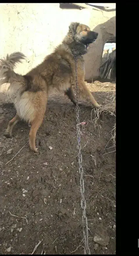 سگ گمشده|سگ|سنقر, |دیوار