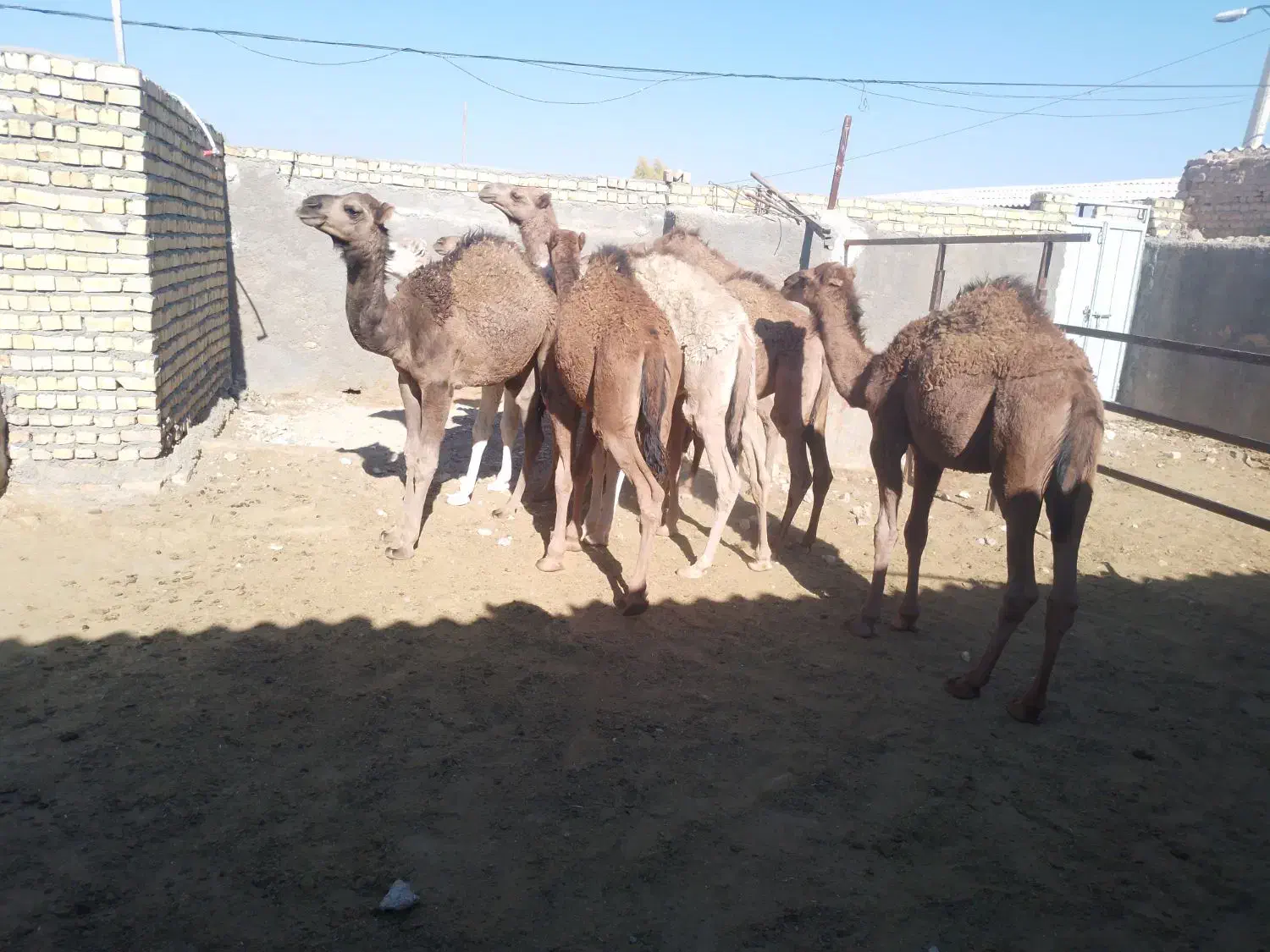 خریدفروش.شترکرشتر|حیوانات مزرعه|فسا, |دیوار