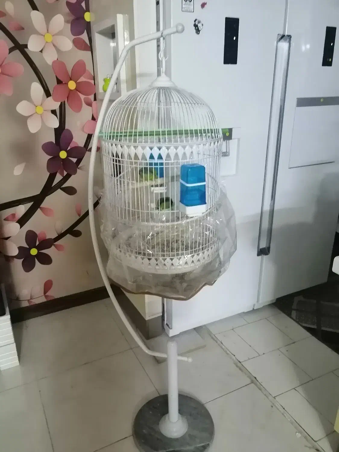 جفت طوطی برزیلی|پرنده|صدرا-فارس, فاز ۱|دیوار