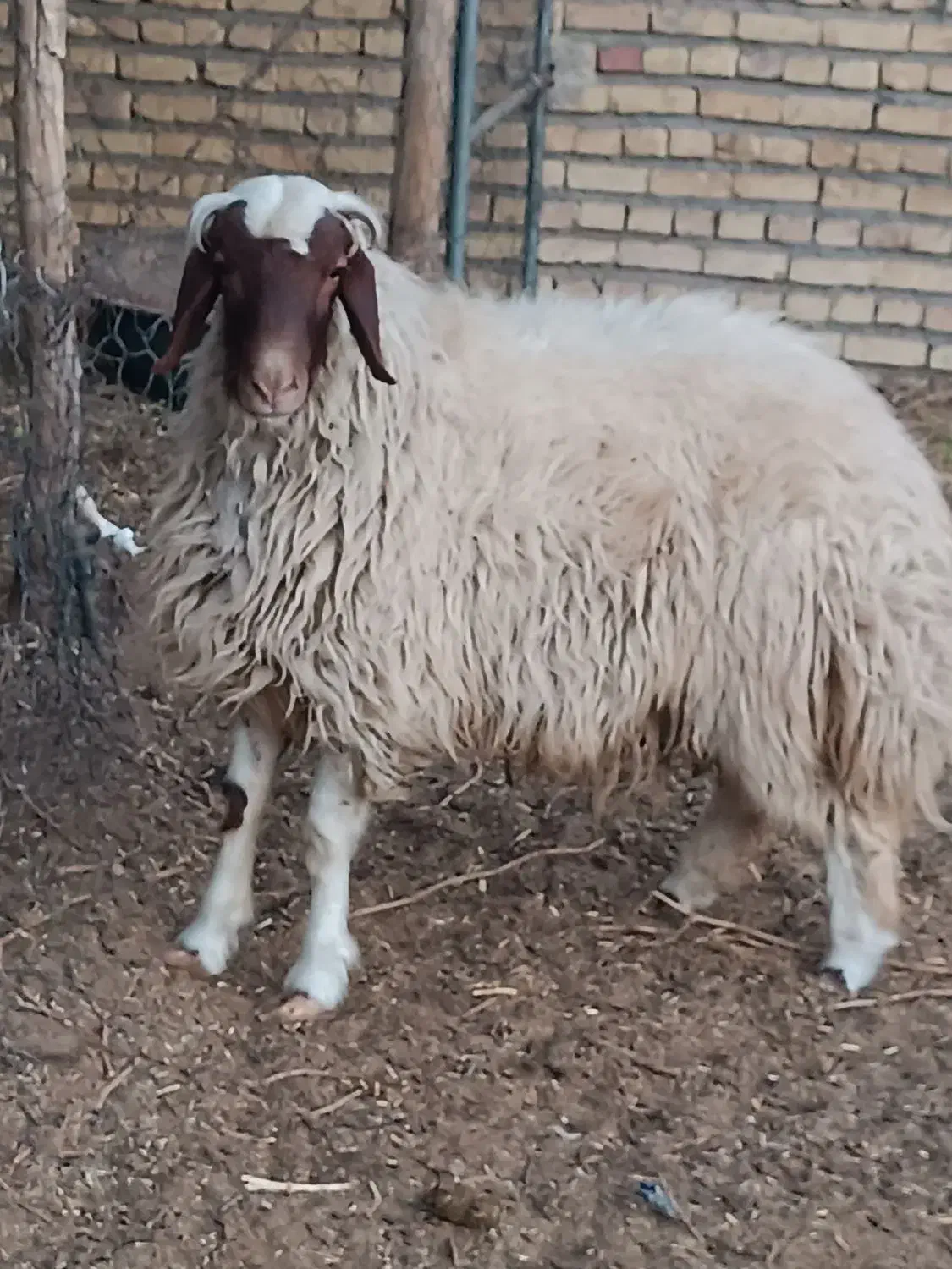 بره سنجابی|حیوانات مزرعه|ششطراز, |دیوار