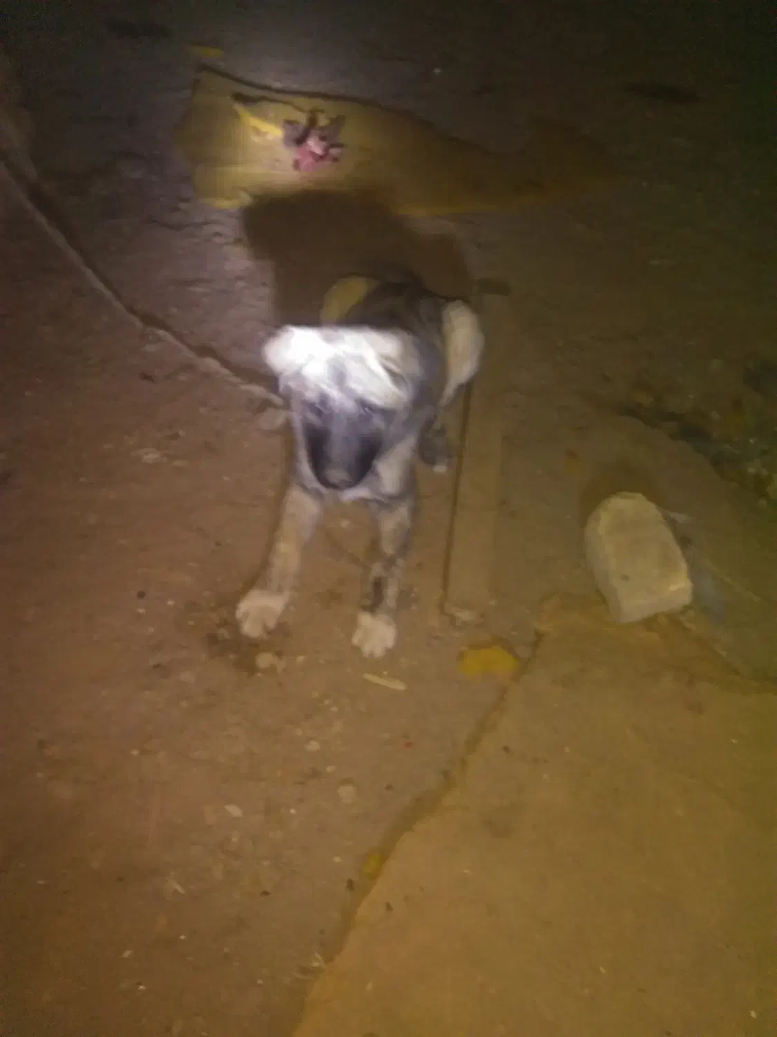 سگ سرابی نگهبان و سگ گله نرو ماده پلنگی ففادارترین|سگ|یزد, |دیوار