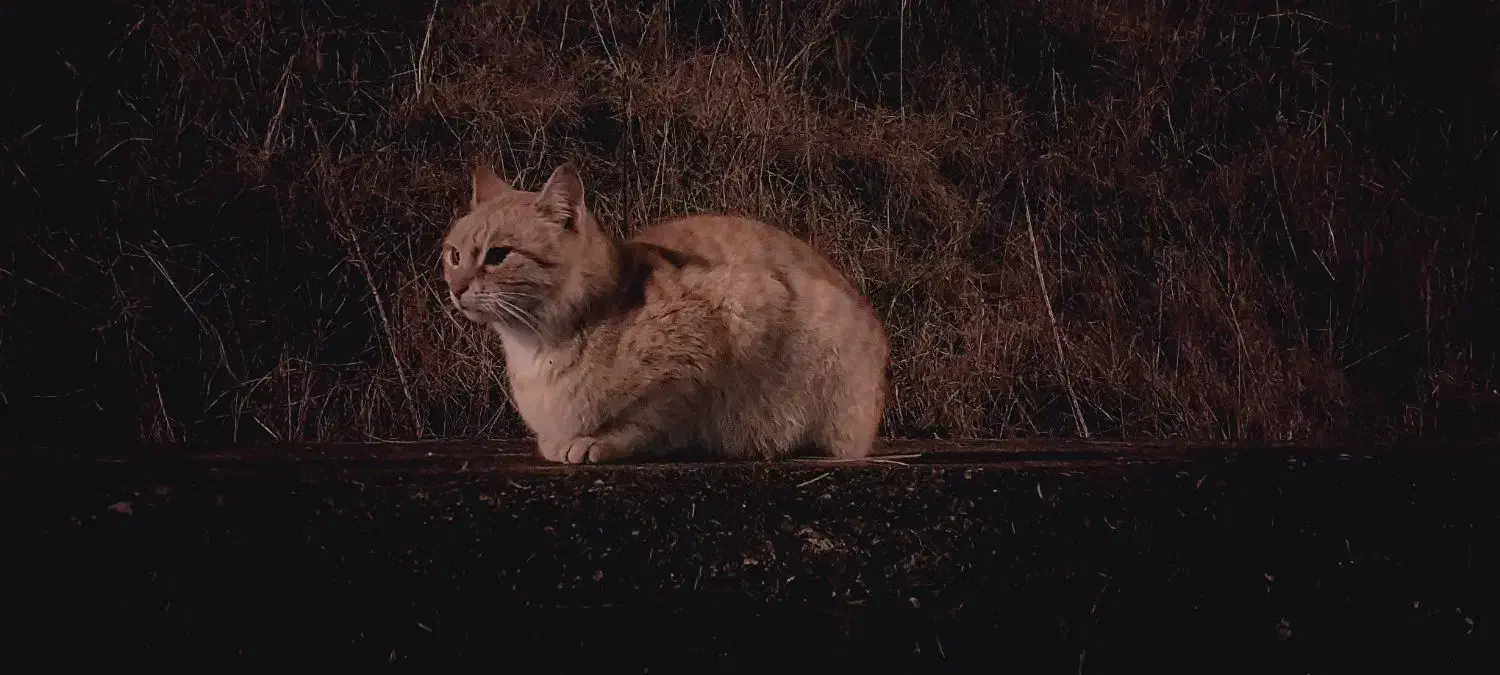 مراقبت|گربه|رشت, کاکتوس|دیوار