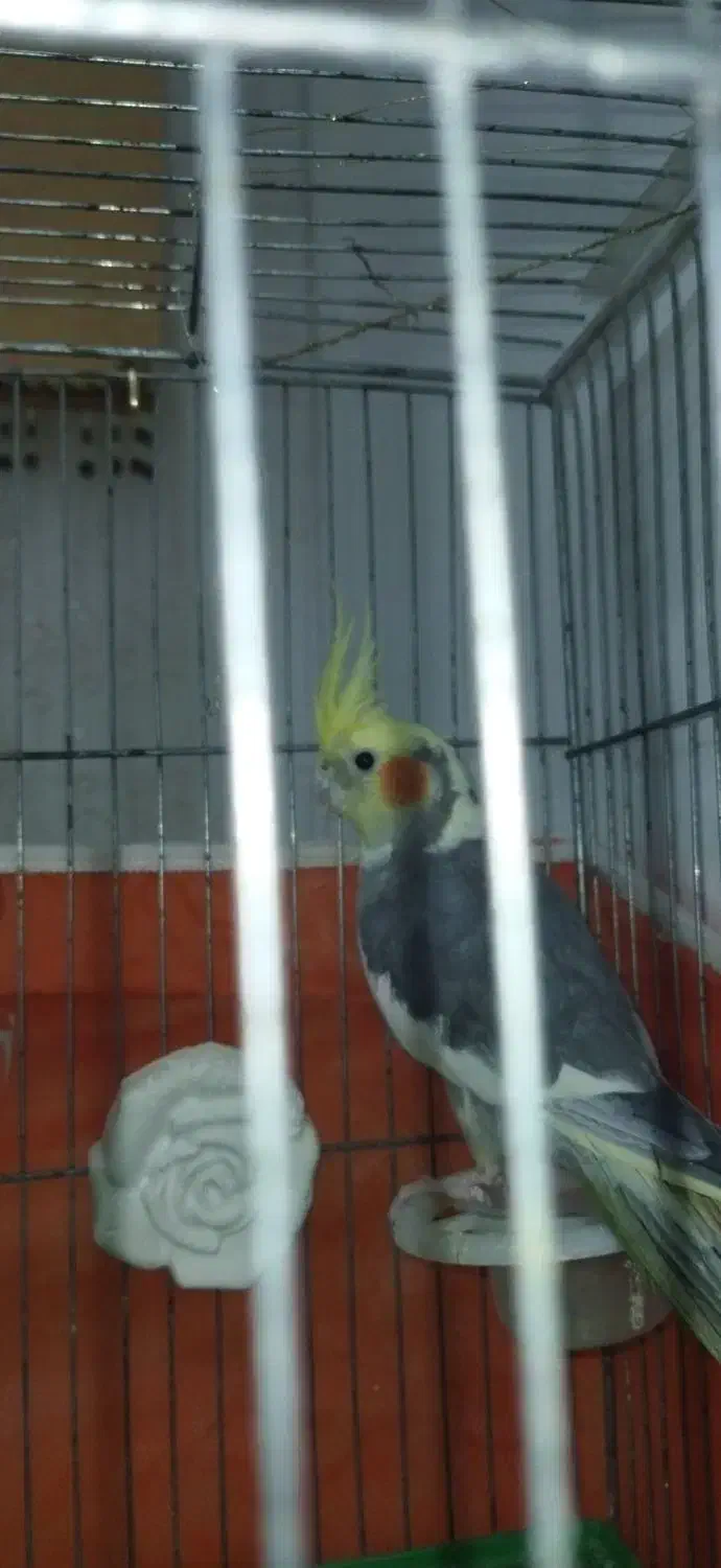 یک جفت عروس هلندی|پرنده|اردبیل, |دیوار