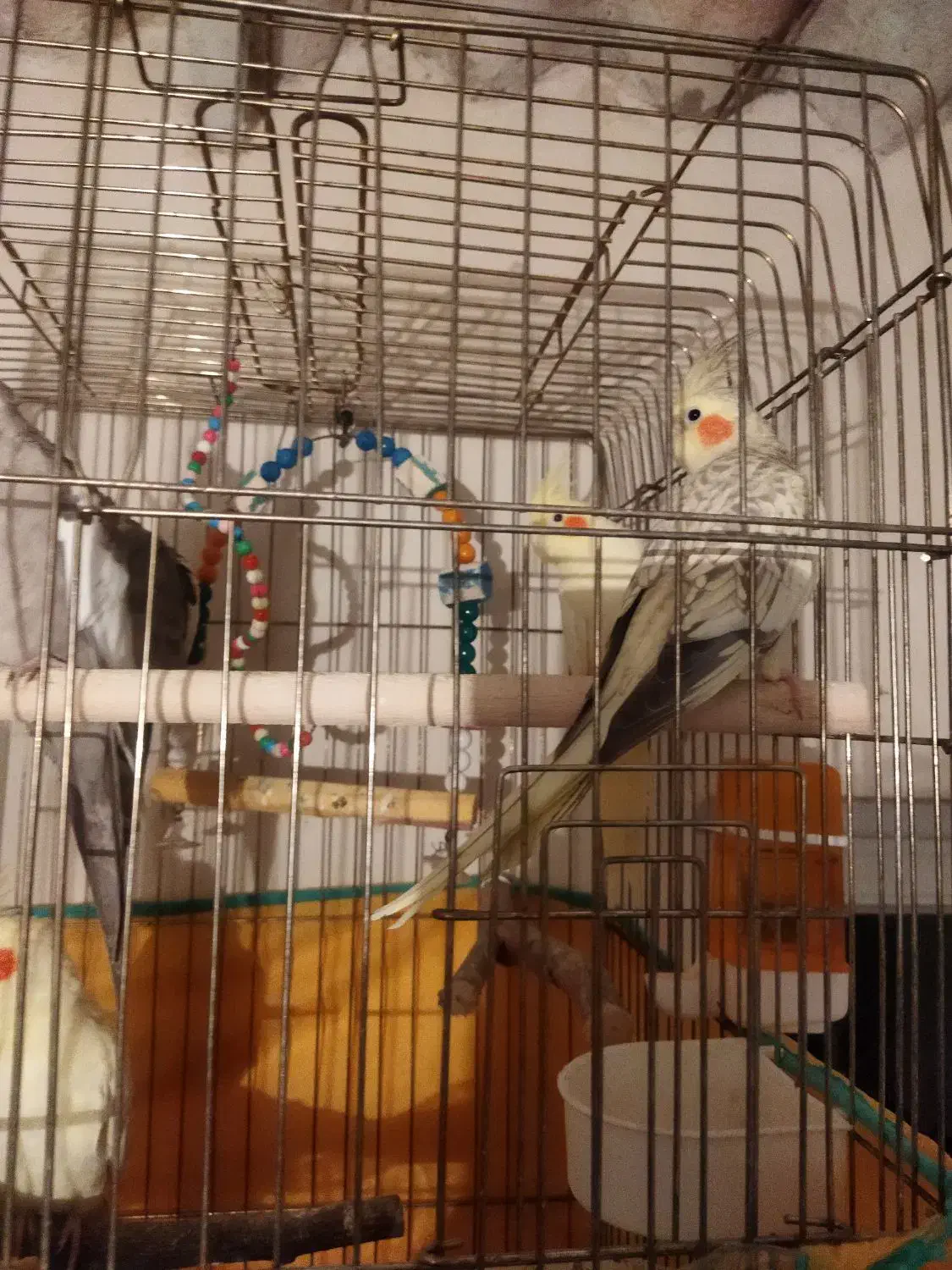 عروس هلندی بالغ|پرنده|رامسر, |دیوار