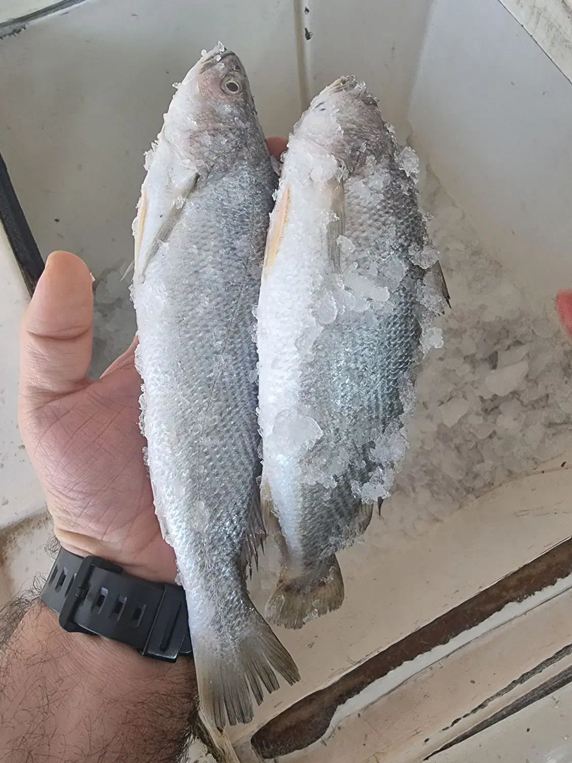 ماهی و میگو تازه صید روز بوشهر|خوردنی و آشامیدنی|تهران, دانشگاه شریف|دیوار