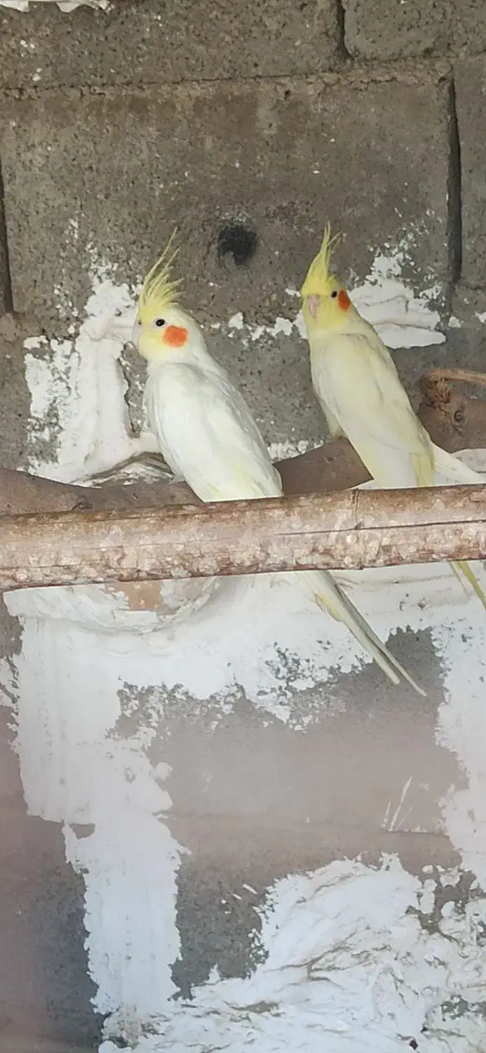 عروس هلندی|پرنده|چابهار, |دیوار