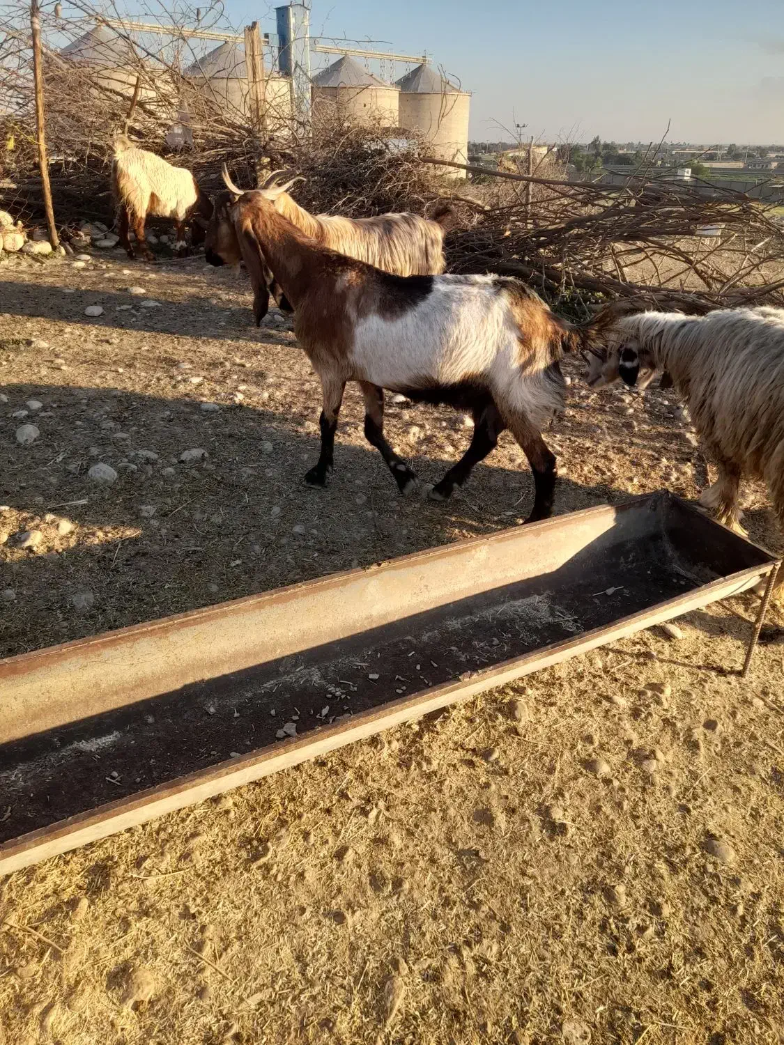 گوسفند|حیوانات مزرعه|دزفول, |دیوار