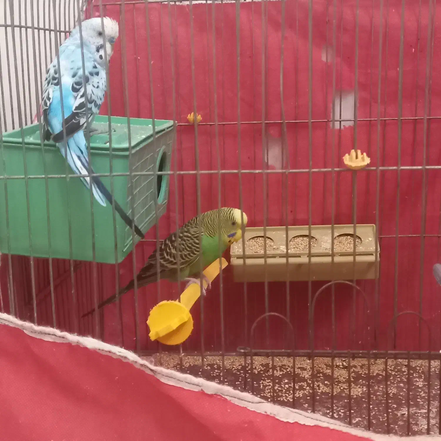 مرغ عشق مست|پرنده|برخوار, |دیوار