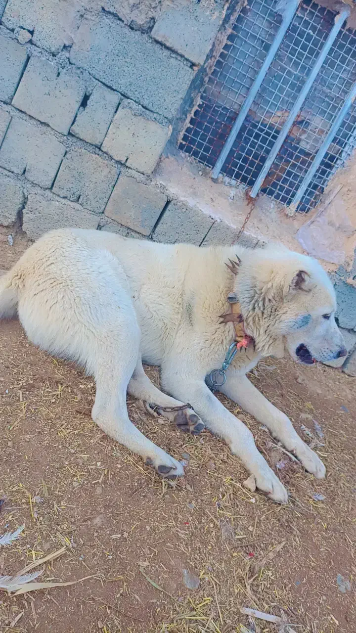 سگ گله نگهبانی|سگ|اشنویه, |دیوار