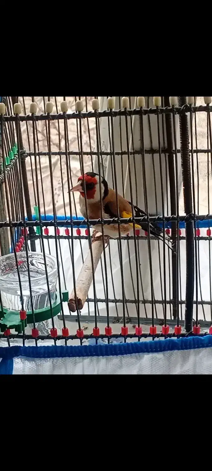 سیره|پرنده|بروجرد, |دیوار