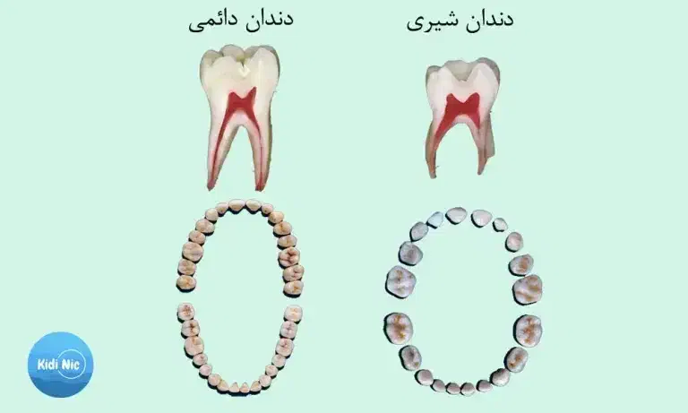 دندان شیری و دائمی برای دانشجویان|پزشکی|بیرجند, |دیوار