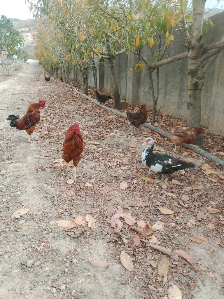 فروش مرغ و خروس و اردک|حیوانات مزرعه|ساری, |دیوار