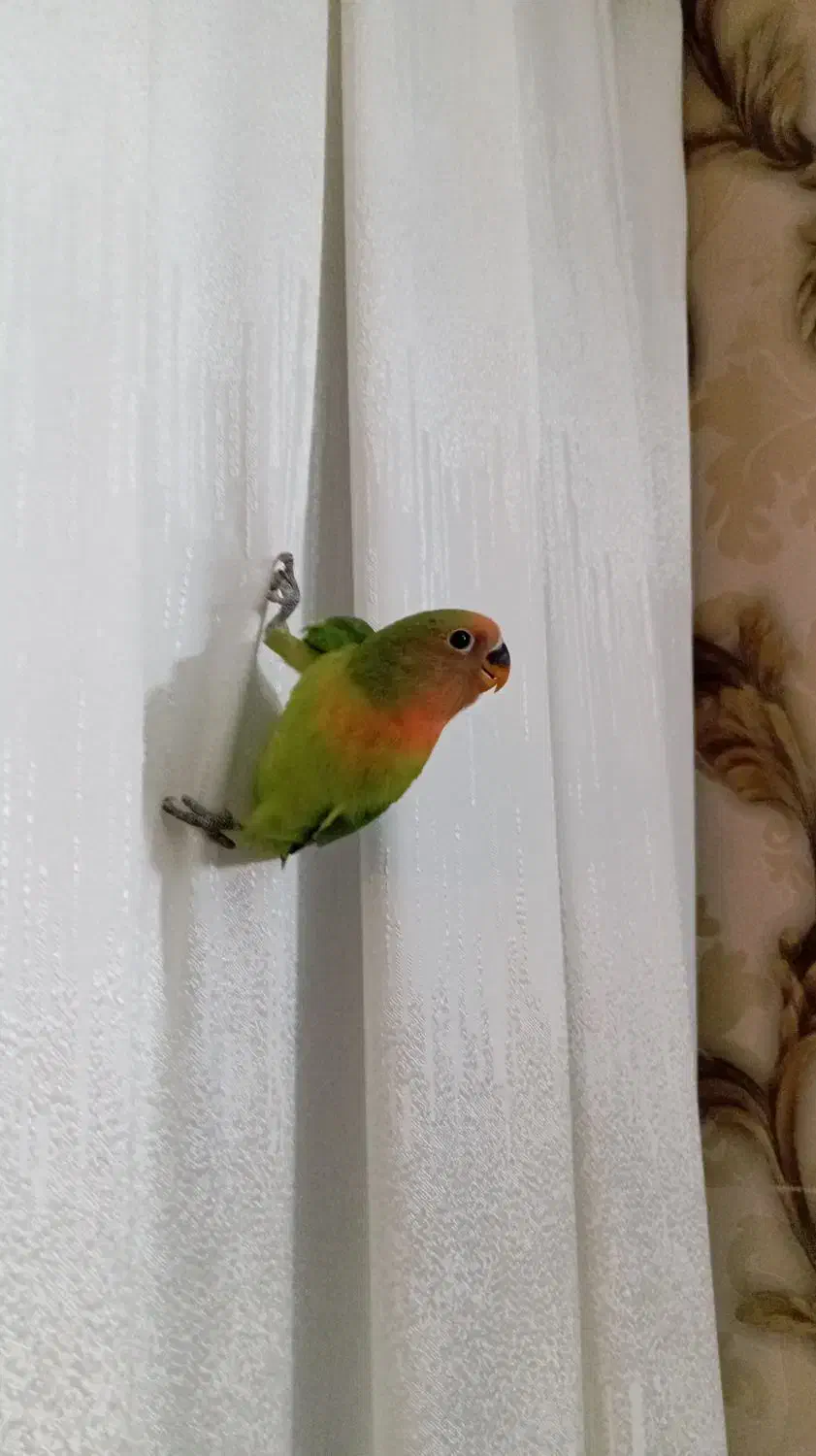 جوجه کوتوله برزیلی|پرنده|طرقبه, |دیوار