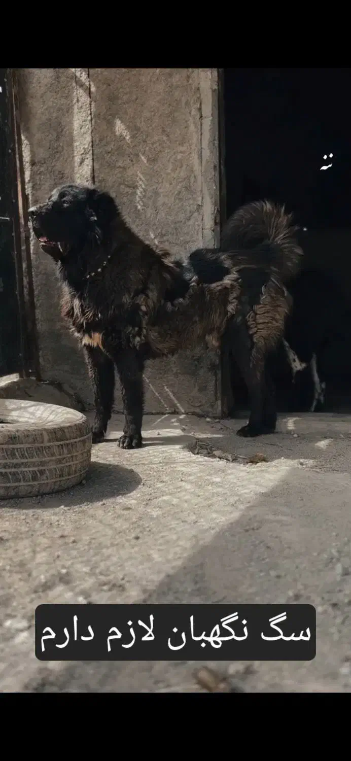 سگ نگهبان خوب|سگ|سراوان, |دیوار
