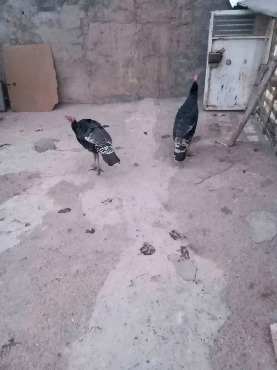 بوقلمون|حیوانات مزرعه|بیستون, |دیوار