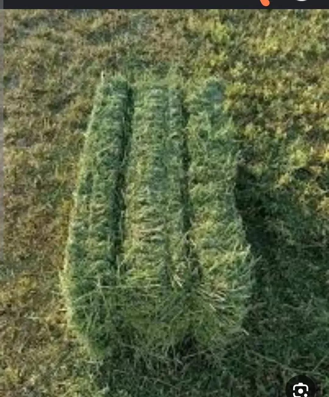 یونجه درجه یک پرس|عمدهفروشی|بسطام, |دیوار