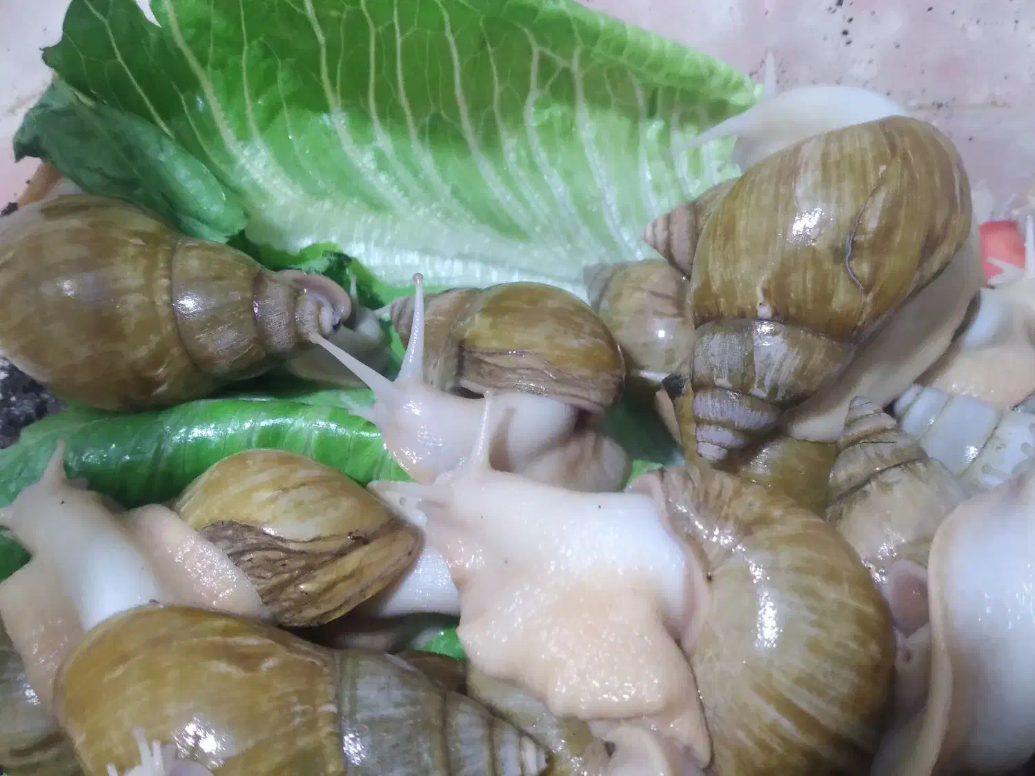 آچاتینا بالغ و مولد|خزنده|تهران, عباس‌آباد|دیوار