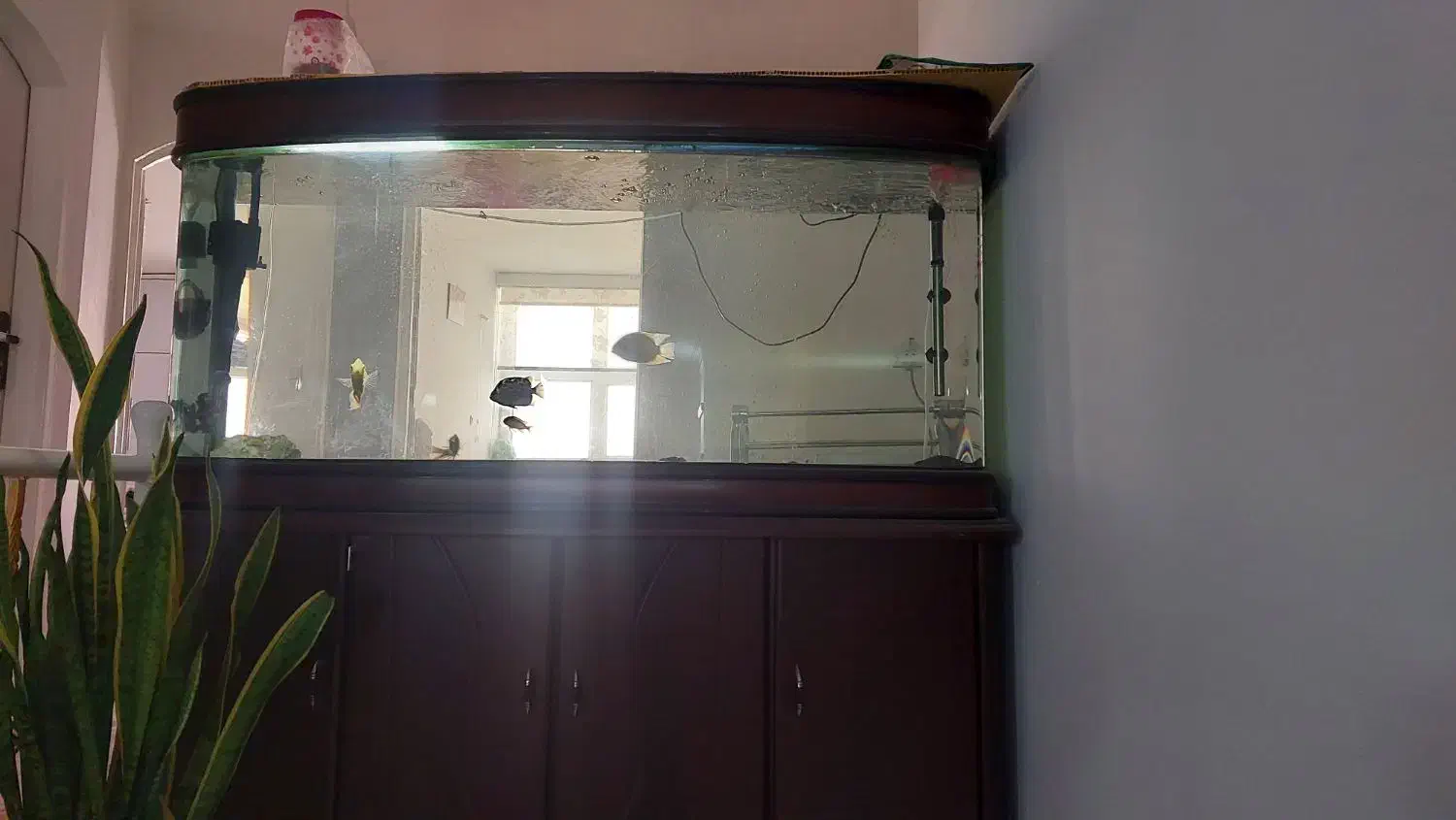 آکواریوم|ماهی|نیشابور, گنبد سبز|دیوار