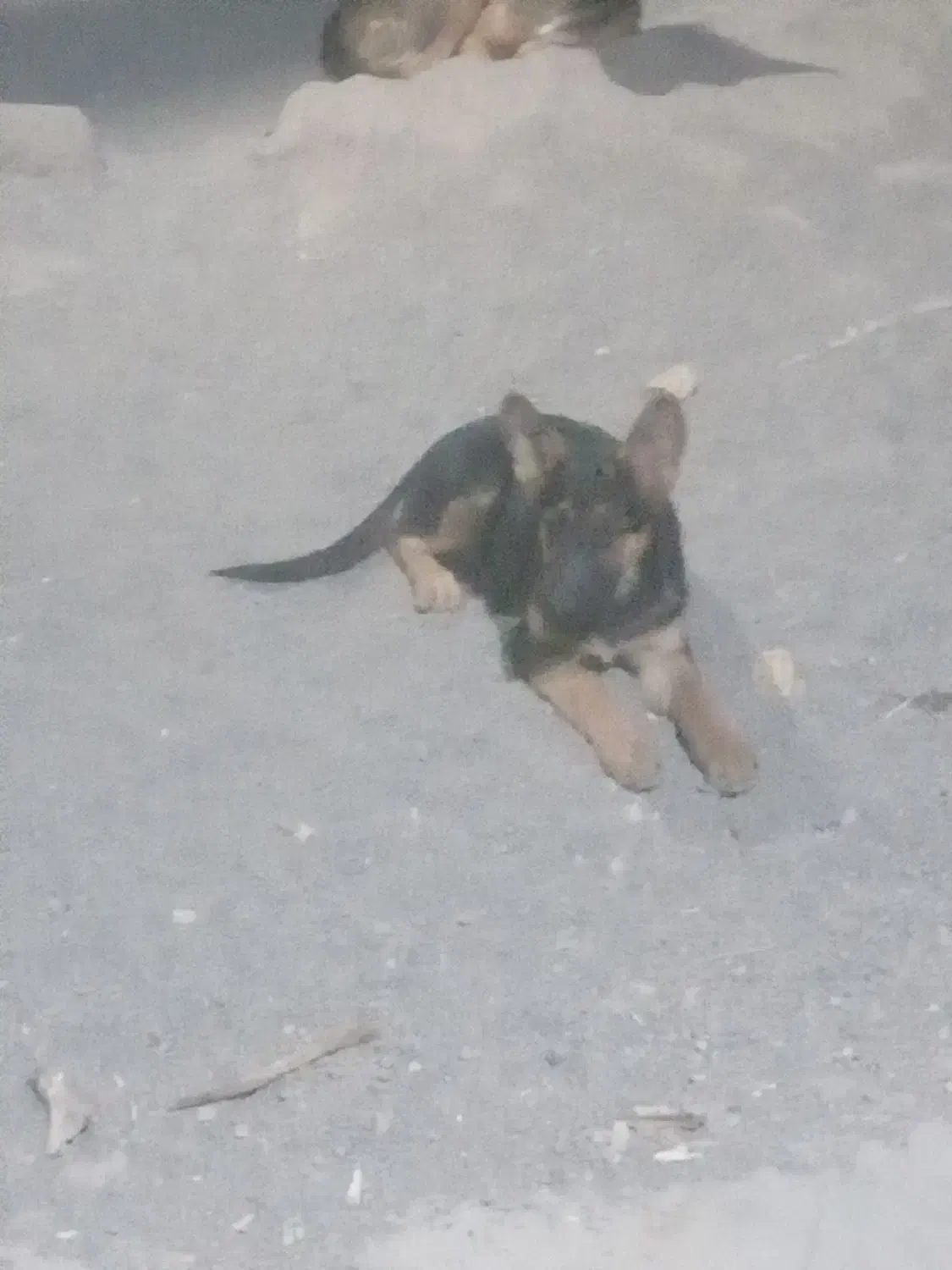 ورکلاین ماده شا توله ۵ ماه زرنگ و حرف گوشکن|سگ|نیشابور, هفده شهریور|دیوار