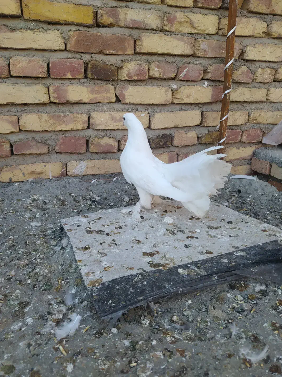 کفتر دم چتری|پرنده|هریس, |دیوار