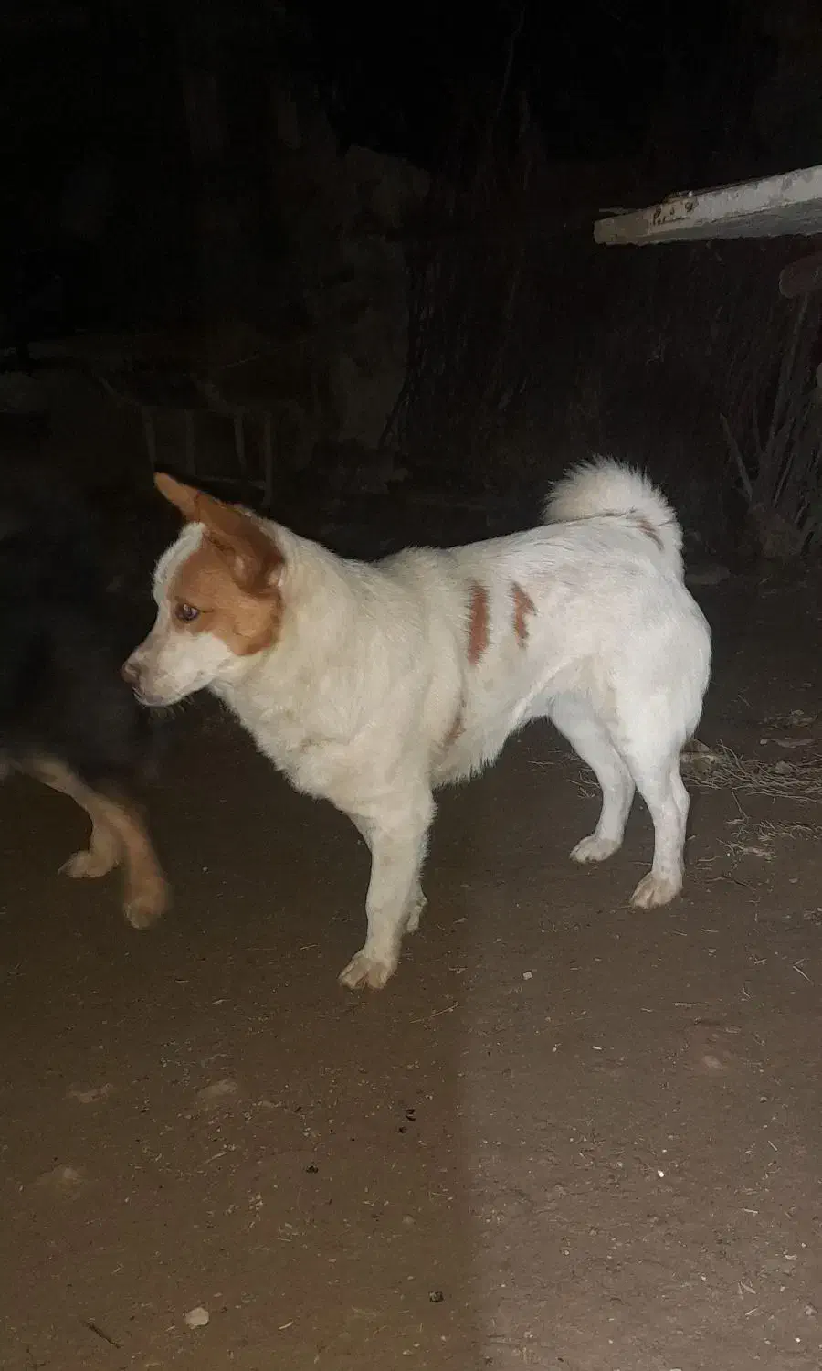 پاکوتاه زیبا|سگ|فیروزآباد (آذربایجان), |دیوار