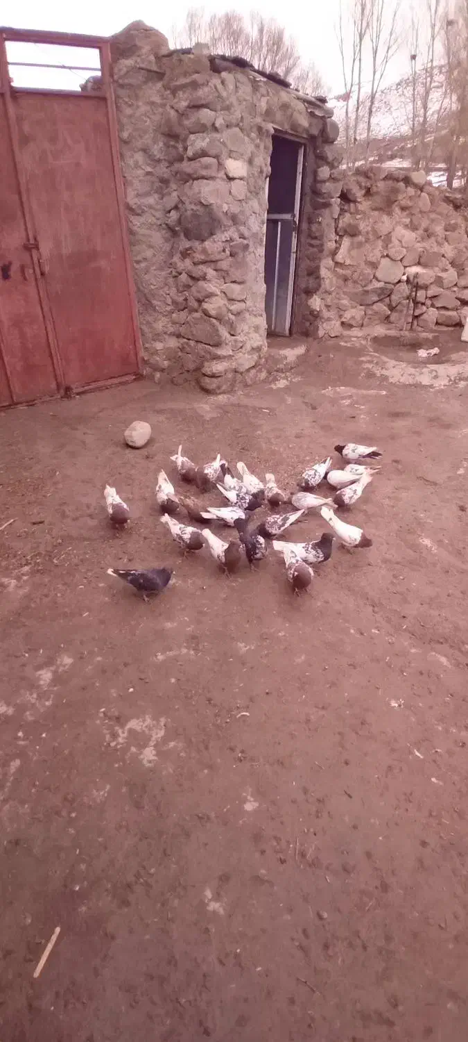 ۱۰۰۰|پرنده|سراب, |دیوار