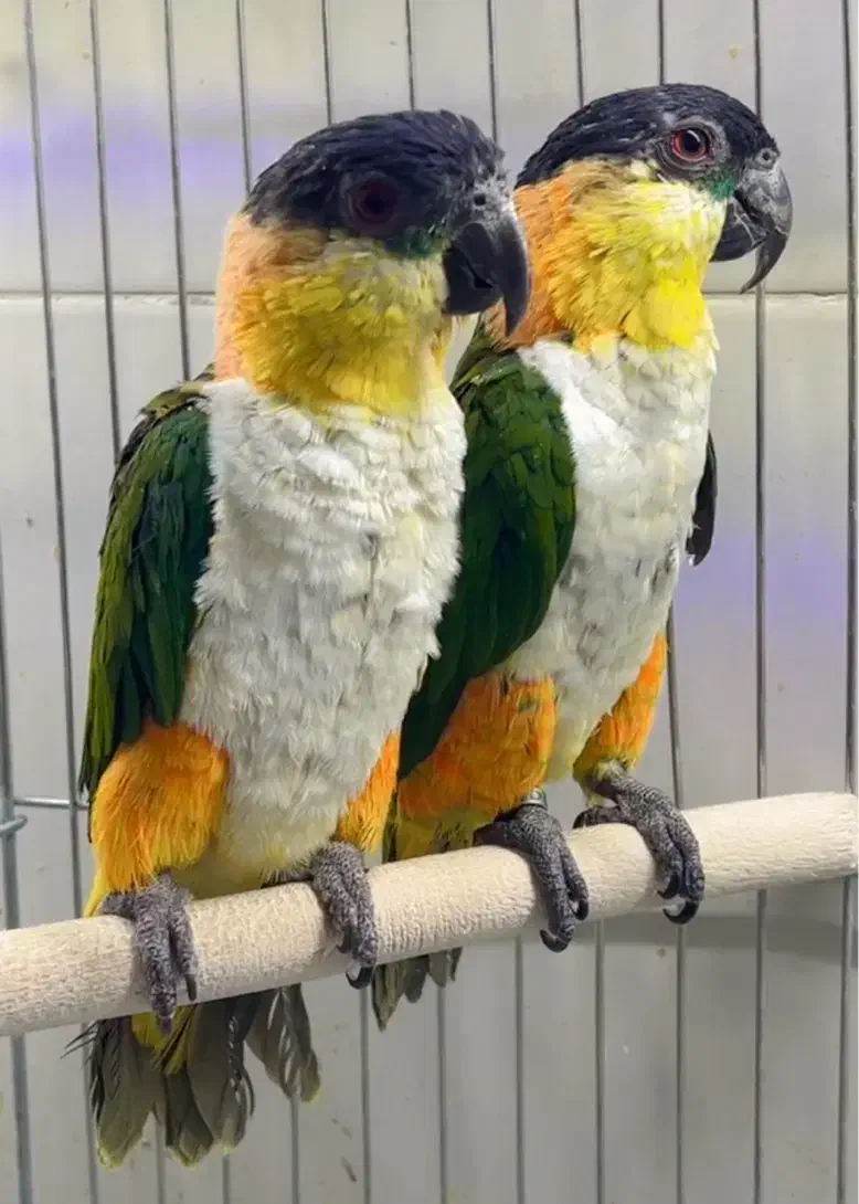 طوطی کایک|پرنده|شیراز, لب آب|دیوار