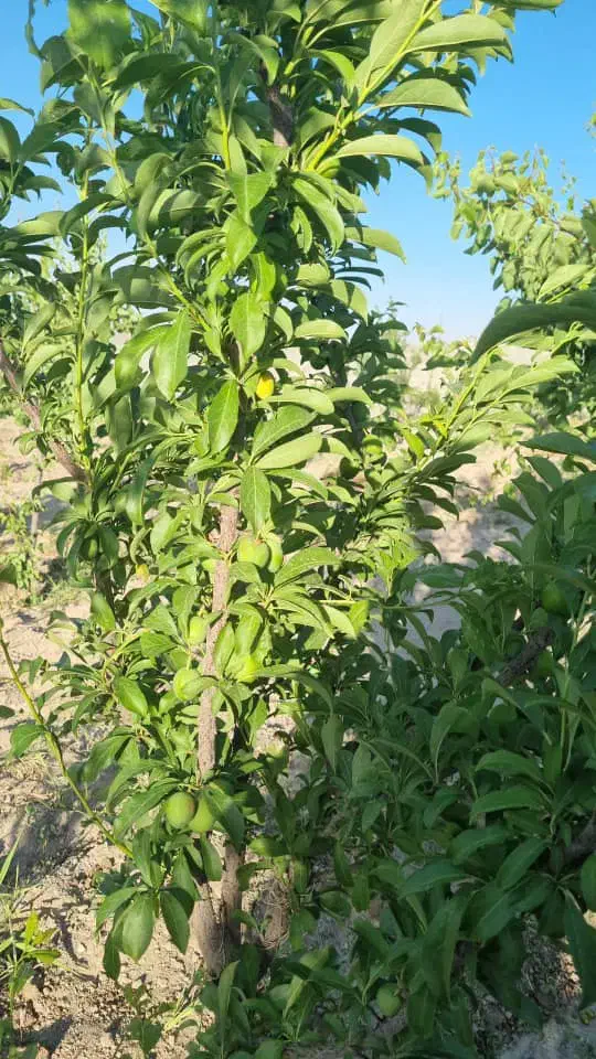 باغ ،باغچه (انجم اباد)|فروش زمین و ملک کلنگی|رباط‌کریم, انجم آباد|دیوار