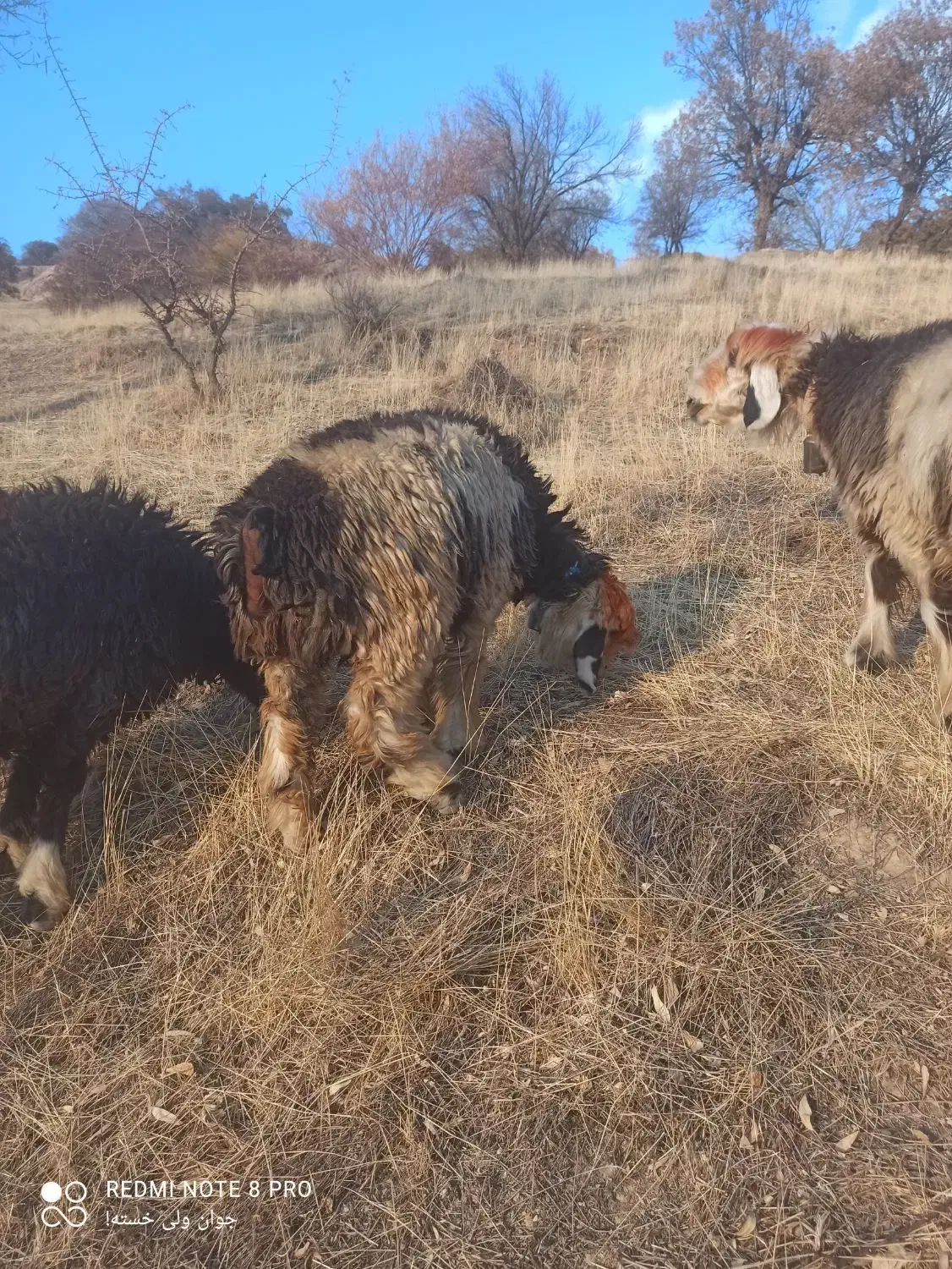 فروش 6 عدد کُوه ماده|حیوانات مزرعه|ایذه, |دیوار