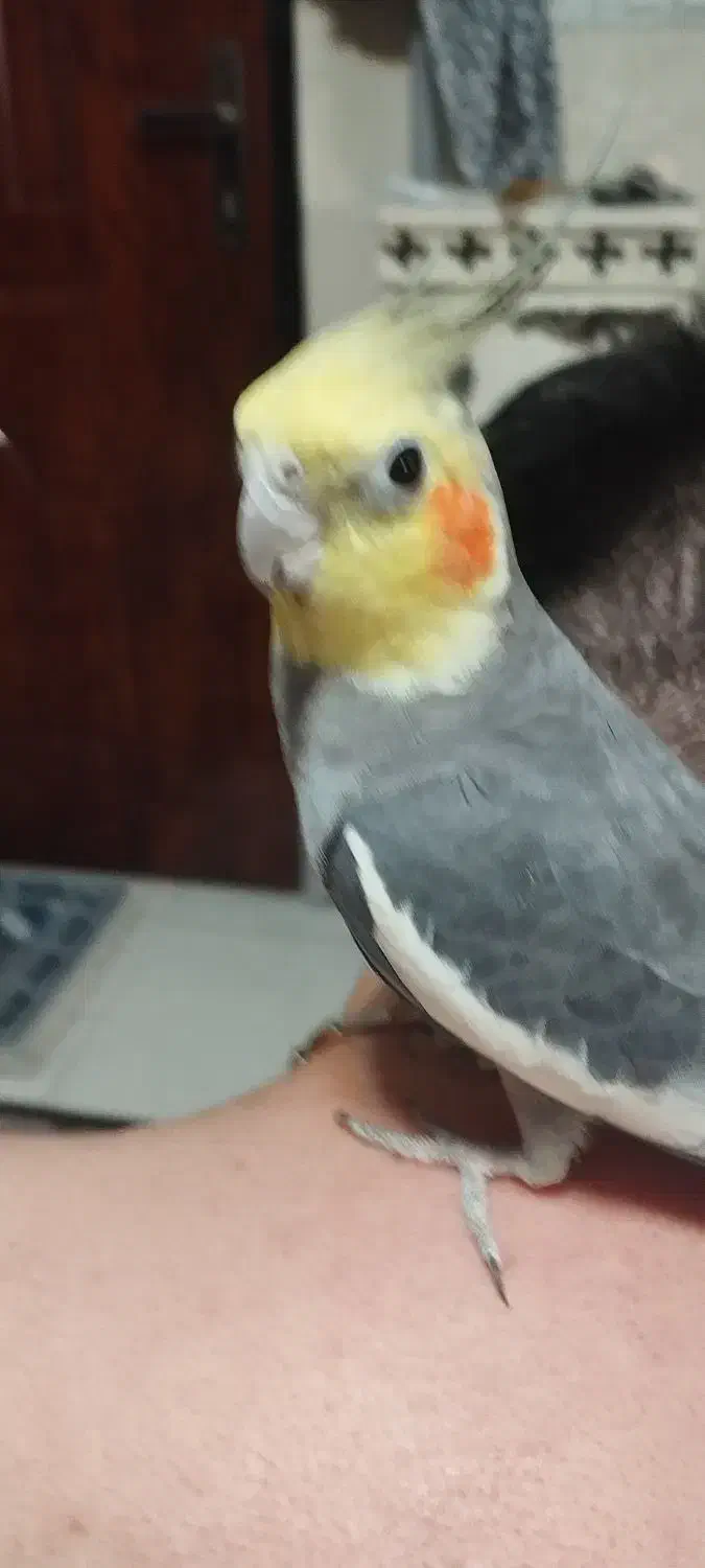 یک جفت عروس نر ماده|پرنده|پاکدشت, پاکدشت (مامازند)|دیوار