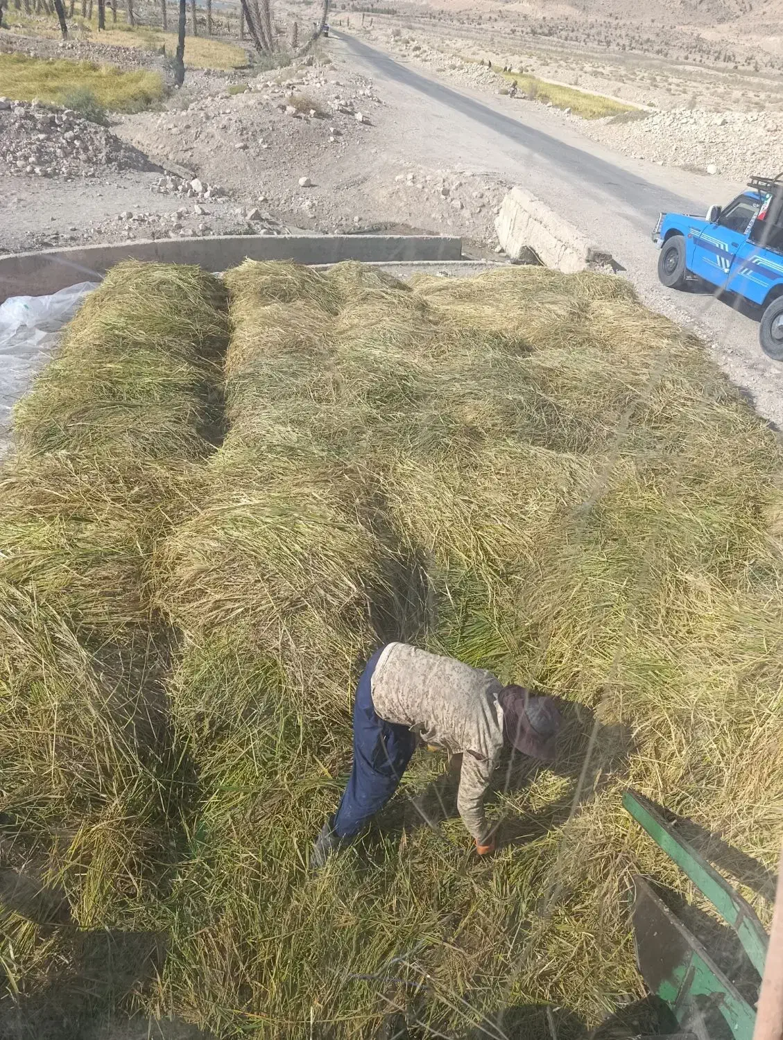 برنج محلی کامفیروز|خوردنی و آشامیدنی|جهرم, |دیوار