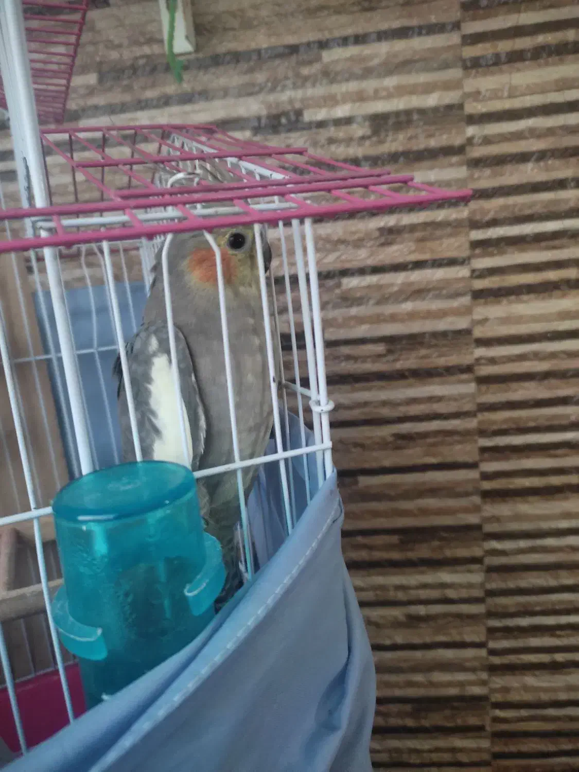 طوطی عروس هلندی|پرنده|بابل, |دیوار