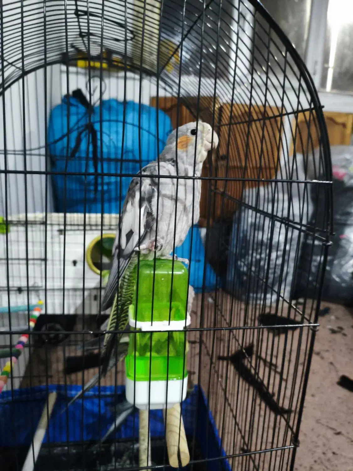 یک عدد عروس هلندی|پرنده|ابهر, |دیوار