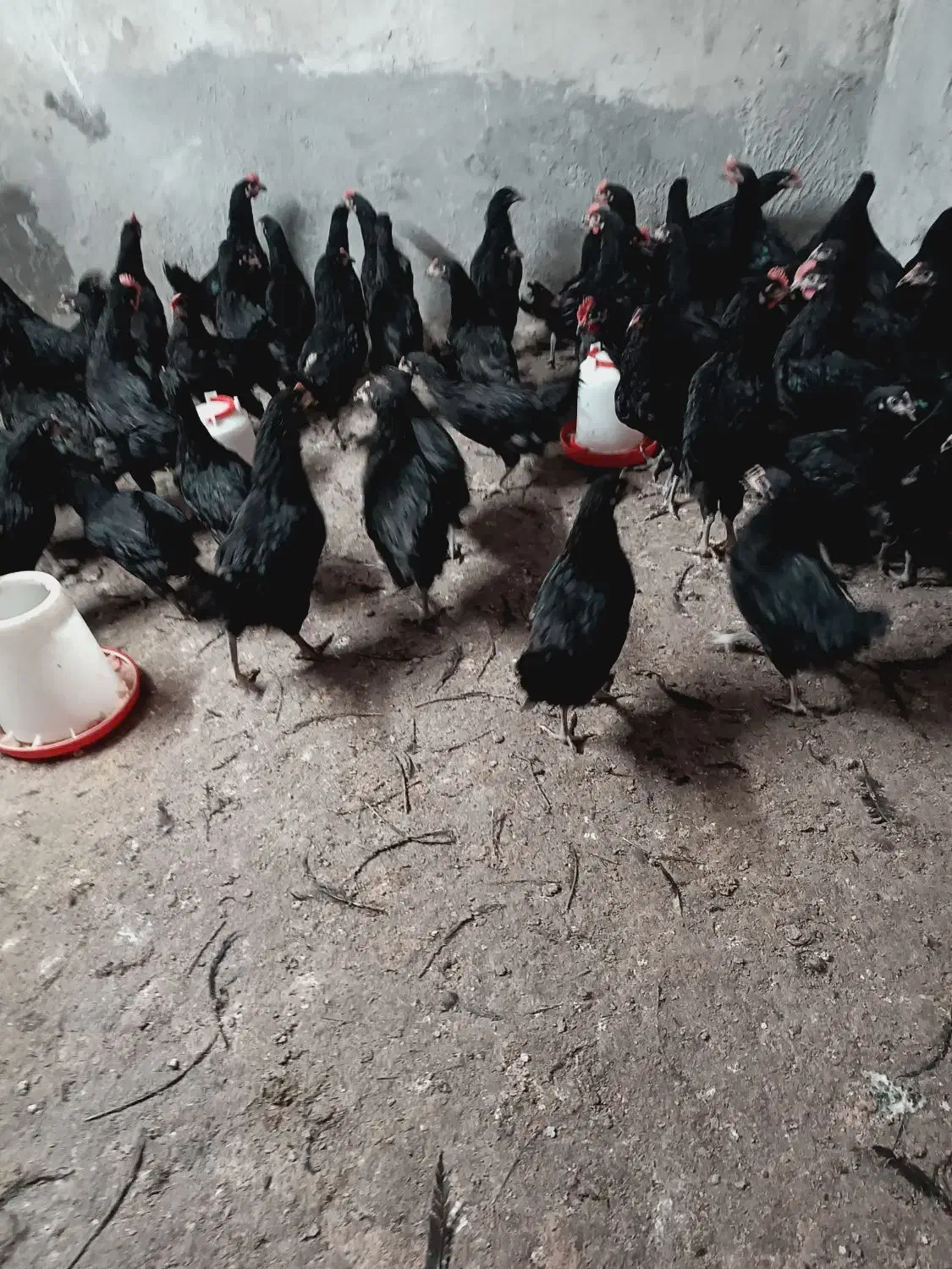 نیمچه مرغ تخمگذار 4 ماهه استرالوپ|حیوانات مزرعه|شاهین‌شهر, حافظ جنوبی|دیوار