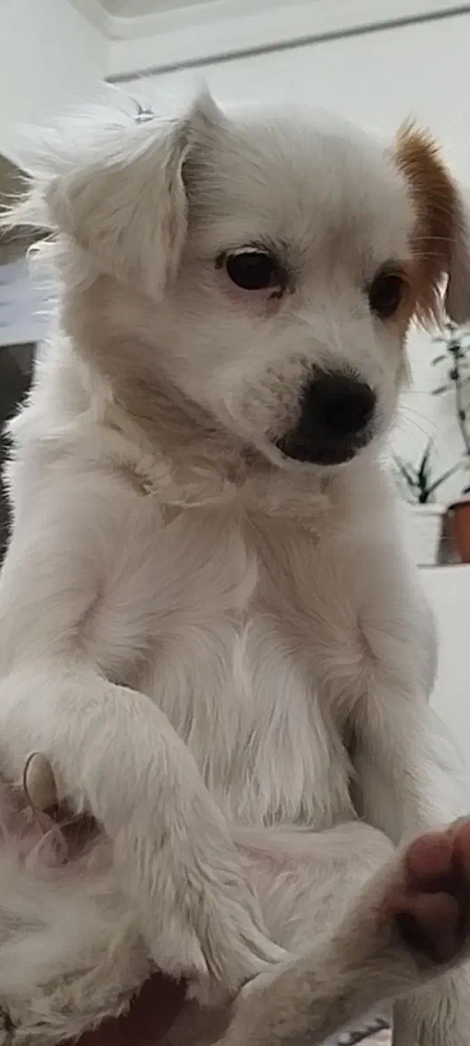 پاکوتا اشپیتز خانگی|سگ|تبریز, |دیوار