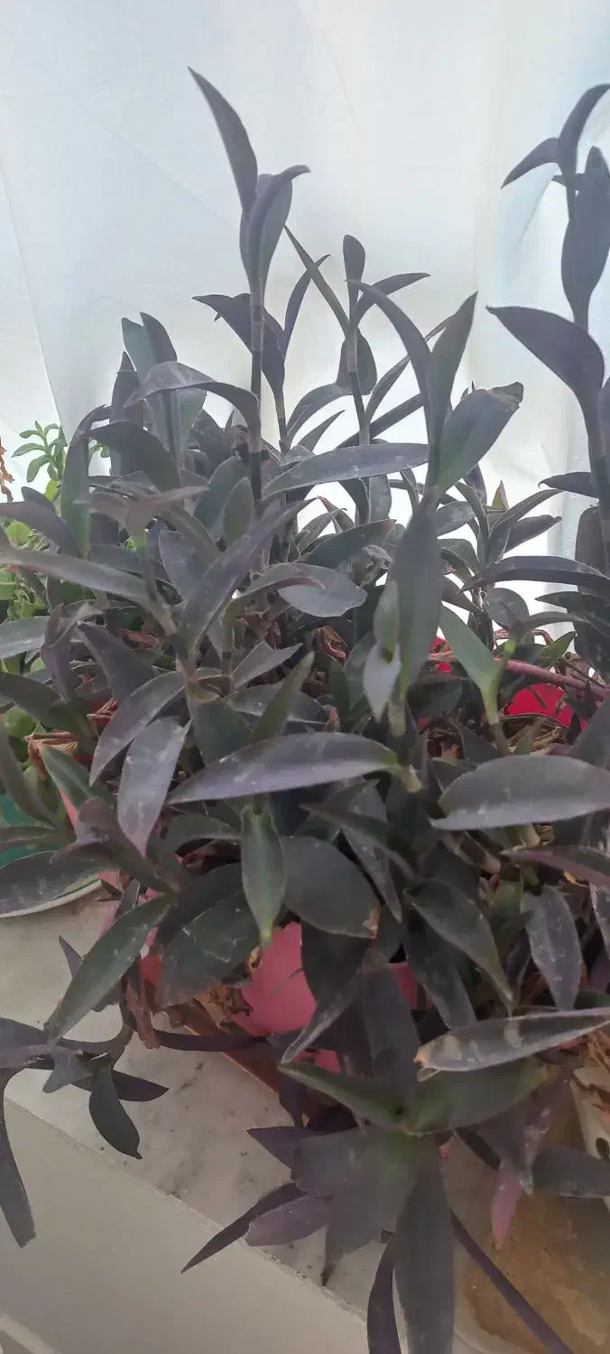 گل زیبا و طبیعی بنفش|گل و گیاه طبیعی|تربت جام, زیباکنار|دیوار