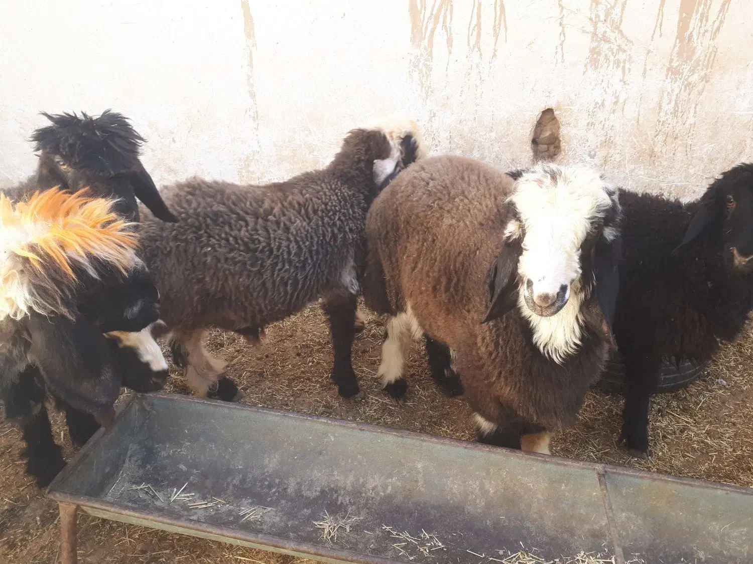 بره وبیگ|حیوانات مزرعه|مسجد سلیمان, |دیوار