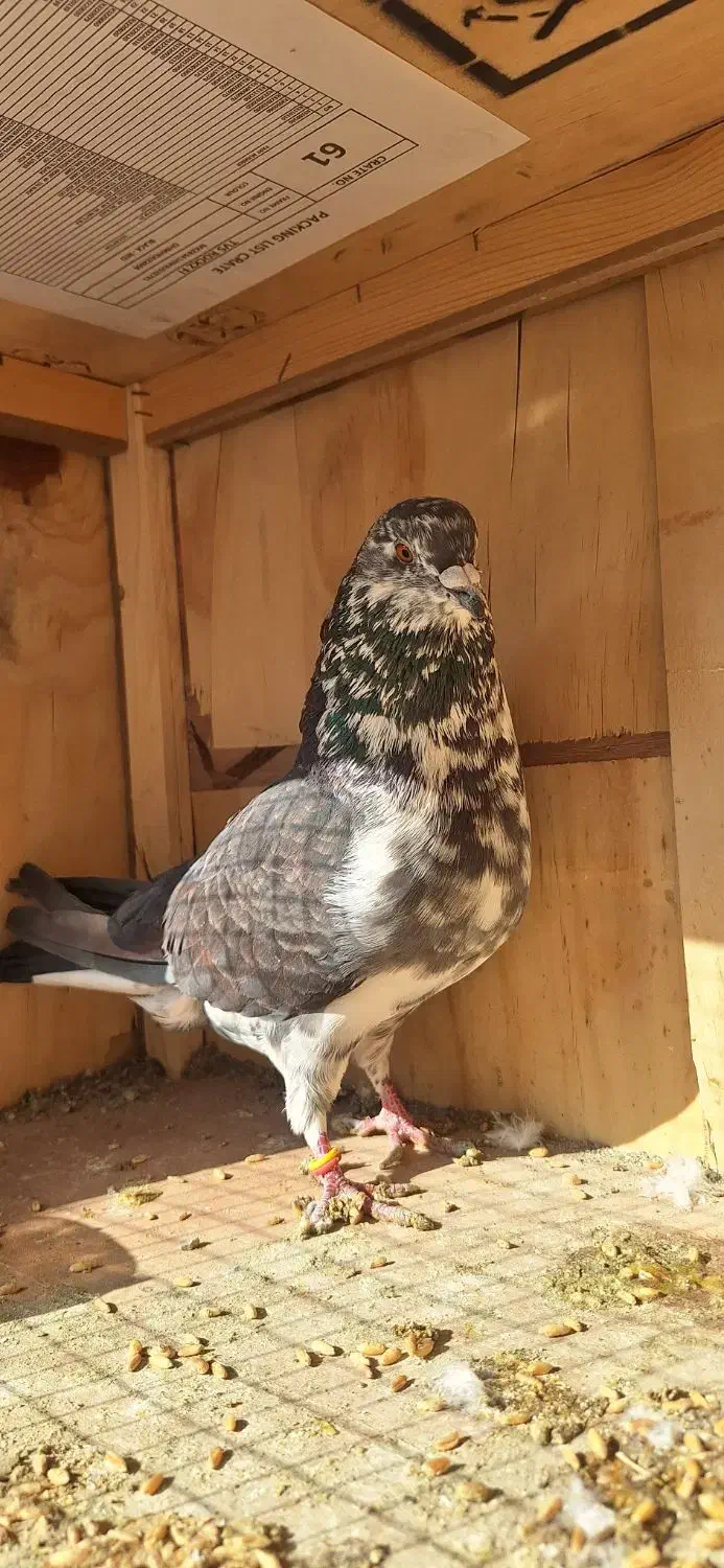 ۶ عدد کفتر عالی|پرنده|بومهن, |دیوار