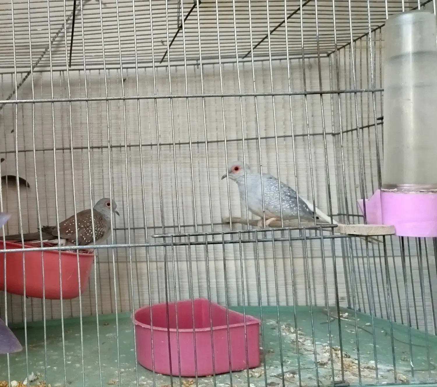 کبوتر تزئینی ۱ جفت نر و ماده جوان درشت و کشیده|پرنده|تهران, کوی بیمه|دیوار