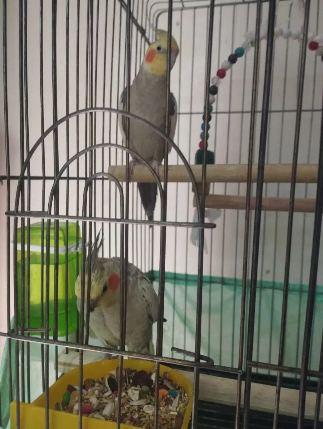 یک جفت عروس هلندی مولد|پرنده|تهران, کن|دیوار