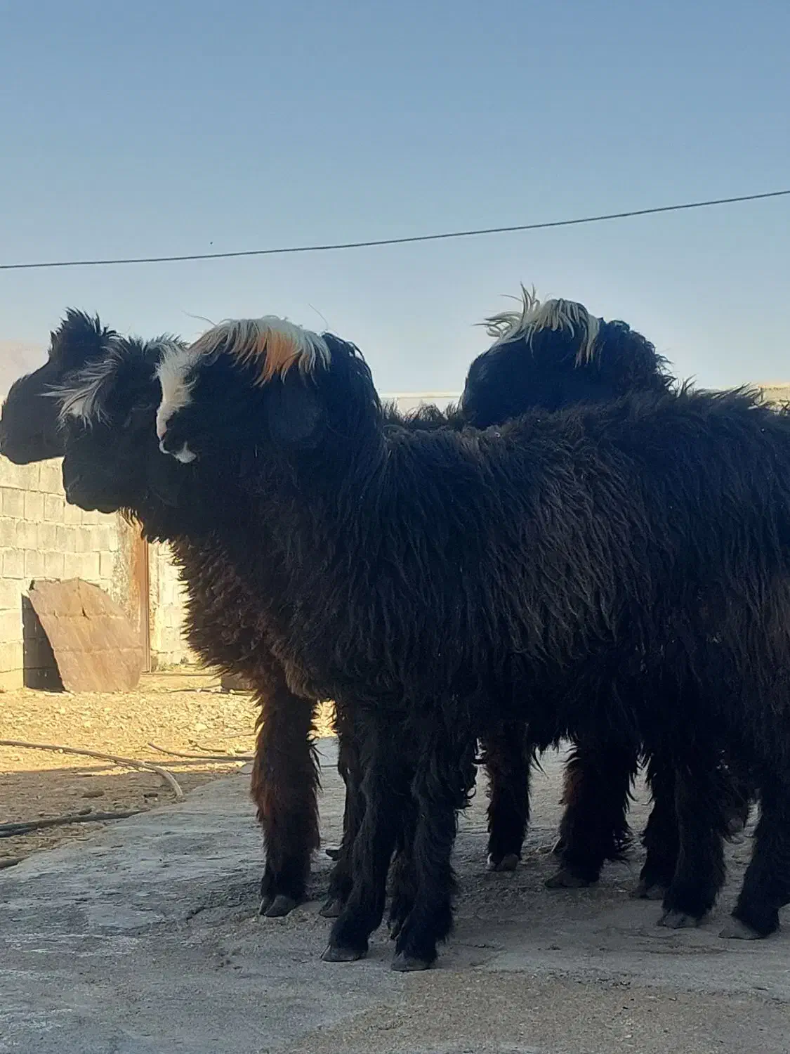 فروش ۴ راس شیشک میش داشتی و ۱ بره قوچ|حیوانات مزرعه|فیروزآباد (فارس), |دیوار