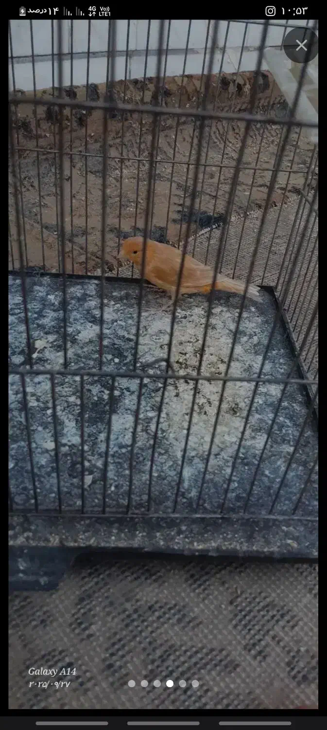 قناری|پرنده|مبارکه, |دیوار