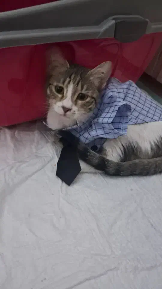 گربه DSH ماده|گربه|تهران, جیحون|دیوار